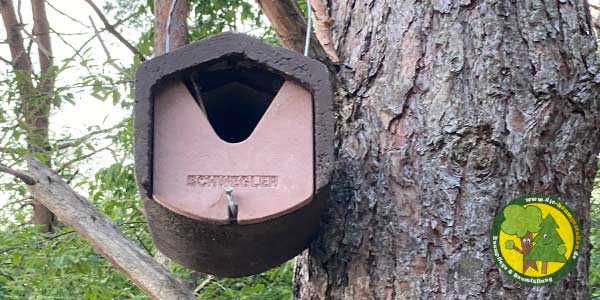 Nachhaltigkeit, Aufforstung und ökologisches Baumfällen der Baumfäller und Baumpfleger aus Mittenwalde bei Königs Wusterhausen 15