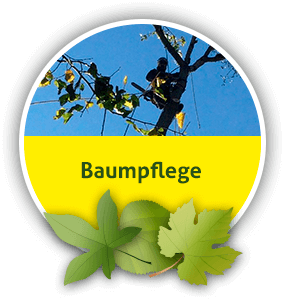 Baumpfleger und Baumpflege aus Mittenwalde bei Königs Wusterhausen