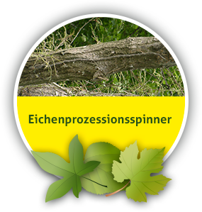 Eichenprozessionsspinner beseitigen in Berlin und Brandenburg