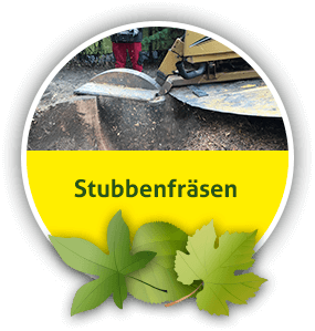Baumstumpfentferung und Stubbenfräsen aus Mittenwalde bei Königs Wusterhausen