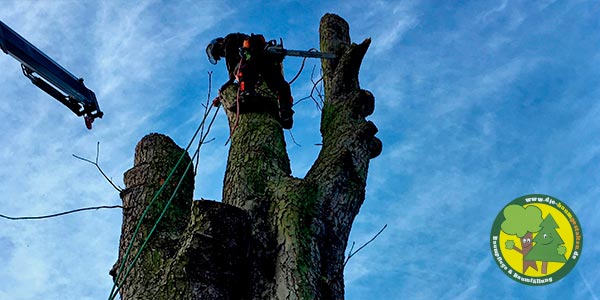 Baumfällung, Baum fällen, Baumfäller aus Mittenwalde bei Königs Wusterhausen 1