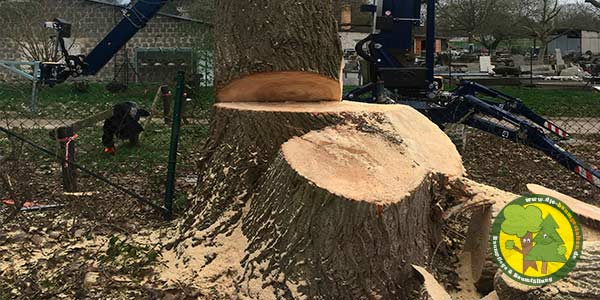 Baumfällung, Baum fällen, Baumfäller aus Mittenwalde bei Königs Wusterhausen 10