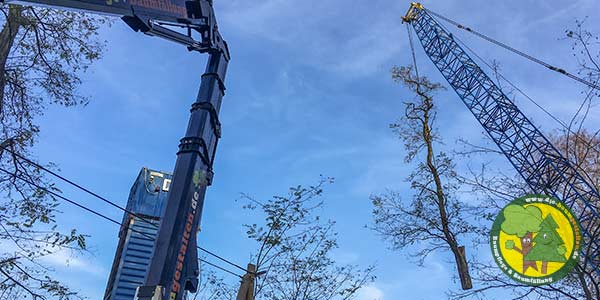 Baumfällung, Baum fällen, Baumfäller aus Mittenwalde bei Königs Wusterhausen 11