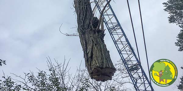 Baumfällung, Baum fällen, Baumfäller aus Mittenwalde bei Königs Wusterhausen 12