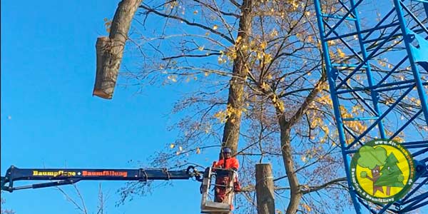 Baumfällung, Baum fällen, Baumfäller aus Mittenwalde bei Königs Wusterhausen 13