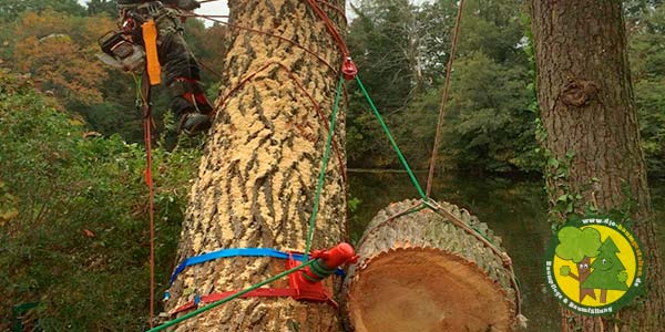 Baumfällung, Baum fällen, Baumfäller aus Mittenwalde bei Königs Wusterhausen 2