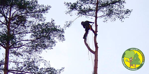 Baumfällung, Baum fällen, Baumfäller aus Mittenwalde bei Königs Wusterhausen 3