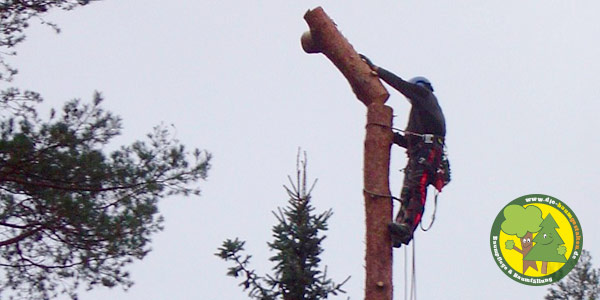 Baumfällung, Baum fällen, Baumfäller aus Mittenwalde bei Königs Wusterhausen 5