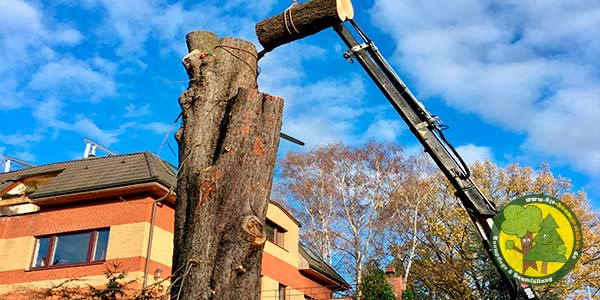 Baumfällung, Baum fällen, Baumfäller aus Mittenwalde bei Königs Wusterhausen 6