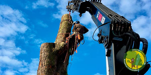 Baumfällung, Baum fällen, Baumfäller aus Mittenwalde bei Königs Wusterhausen 7