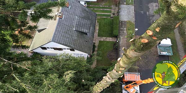 Baumfällung, Baum fällen, Baumfäller aus Mittenwalde bei Königs Wusterhausen 9