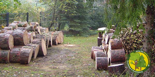 Baumfällungen, Baumfäller, Stubbenfräsen und Baumpfleger für Erkner 1