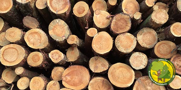 Baumfällungen, Baumfäller, Stubbenfräsen und Baumpfleger für Stahnsdorf und Kleinmachnow 2