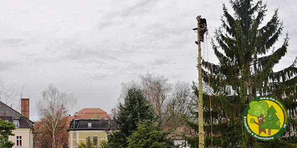 Baumfällungen, Baumfäller, Stubbenfräsen und Baumpfleger für Storkow (Mark) 3