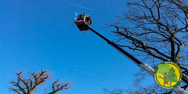 Baumpflege, Baum pflegen und Baumpfleger aus Mittenwalde bei Königs Wusterhausen 3