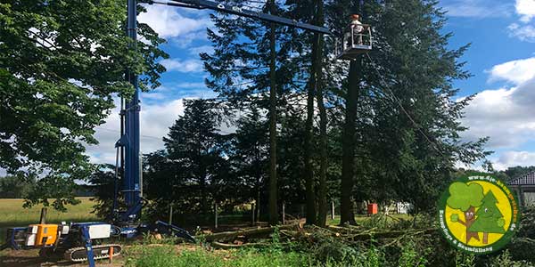 Baumpflege, Baum pflegen und Baumpfleger aus Mittenwalde bei Königs Wusterhausen 7