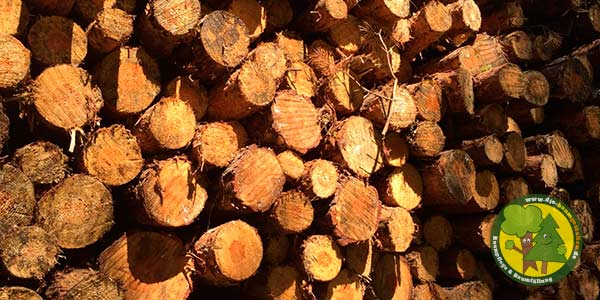Brennholz, Feuerholz, Kaminholz, Baum selbst werben bzw. fällen aus Mittenwalde bei Königs Wusterhausen 5