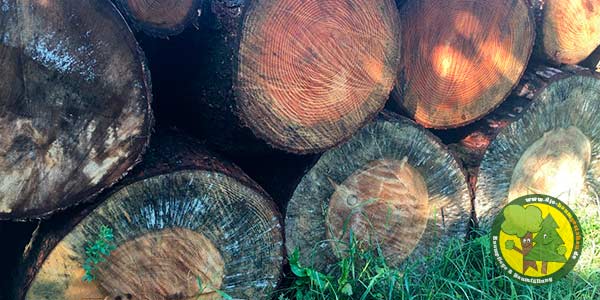 Brennholz, Feuerholz, Kaminholz, Baum selbst werben bzw. fällen aus Mittenwalde bei Königs Wusterhausen 6
