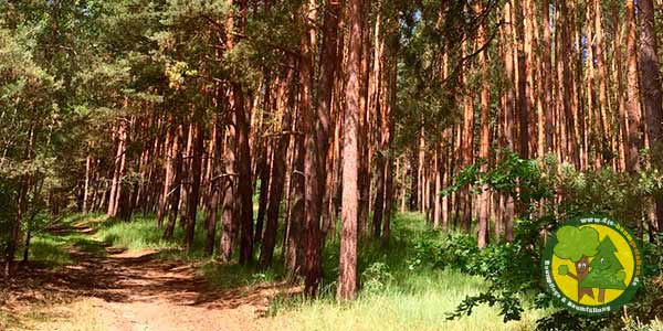 Brennholz, Feuerholz, Kaminholz, Baum selbst werben bzw. fällen aus Mittenwalde bei Königs Wusterhausen 7