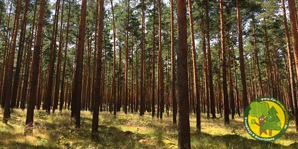 Brennholz, Feuerholz, Kaminholz, Baum selbst werben bzw. fällen aus Mittenwalde bei Königs Wusterhausen 8