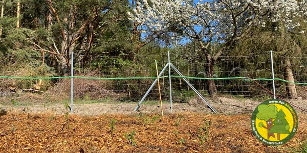 Nachhaltigkeit, Aufforstung und ökologisches Baumfällen der Baumfäller und Baumpfleger aus Mittenwalde bei Königs Wusterhausen 14