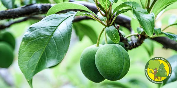 Obstbaumschnitt | Obstbäume schneiden und pflegen | Gärtner aus Königs Wusterhausen und Mittenwalde 1