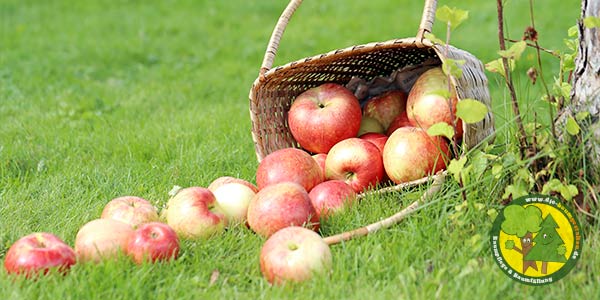 Obstbaumschnitt | Obstbäume schneiden und pflegen | Gärtner aus Königs Wusterhausen und Mittenwalde 2