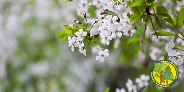 Obstbaumschnitt | Obstbäume schneiden und pflegen | Gärtner aus Königs Wusterhausen und Mittenwalde 3