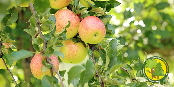 Obstbaumschnitt | Obstbäume schneiden und pflegen | Gärtner aus Königs Wusterhausen und Mittenwalde 4